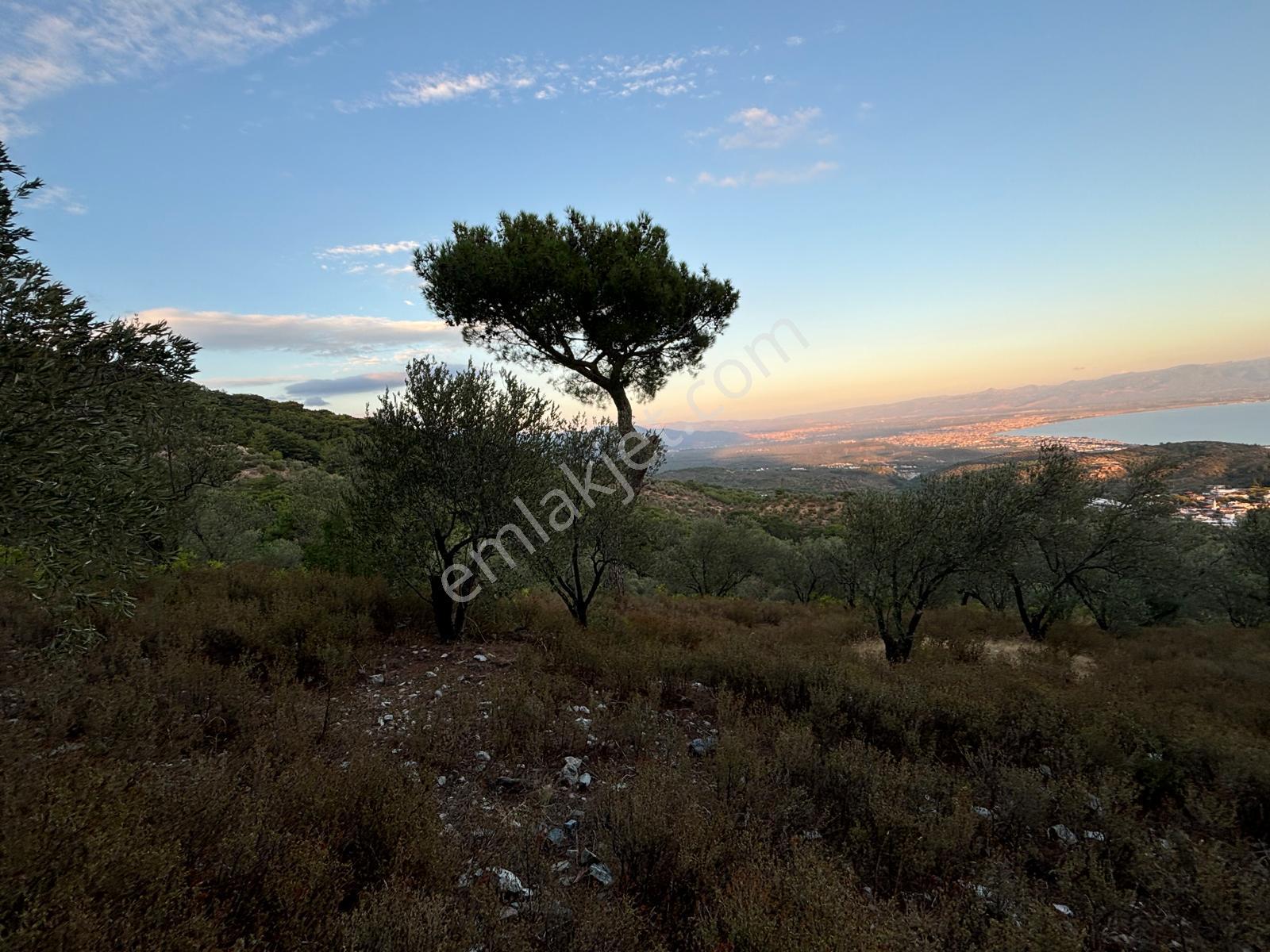 ⚠ Gfa Grup’tan Çamlıbelde Panoramik Deniz Manzaralı 19 Dönüm Zeytinlik⚠ - Görsel 6