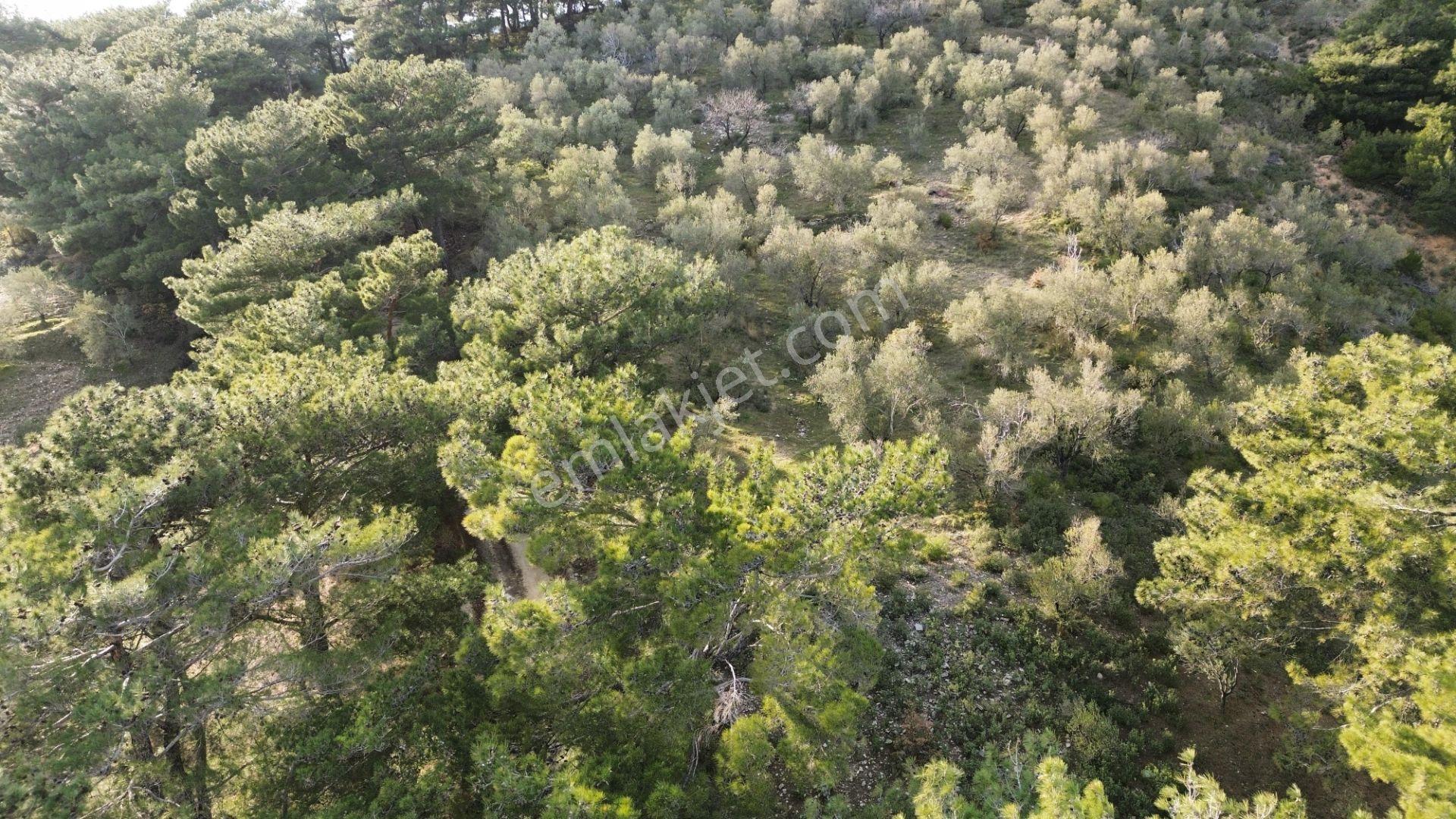 ⚠ Gfa Grup’tan Çamlıbelde Panoramik Deniz Manzaralı 19 Dönüm Zeytinlik⚠ - Görsel 18