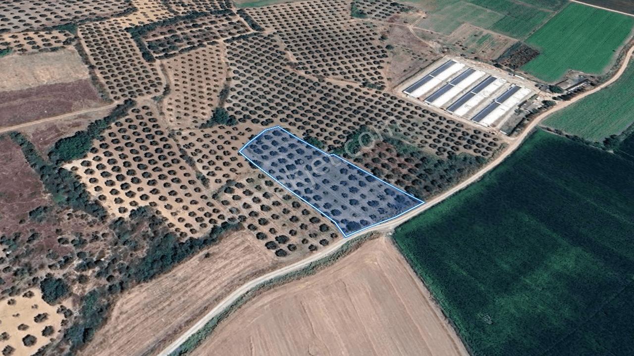 Karacabey Danışment'de Yola Cephe Satılık Tarla