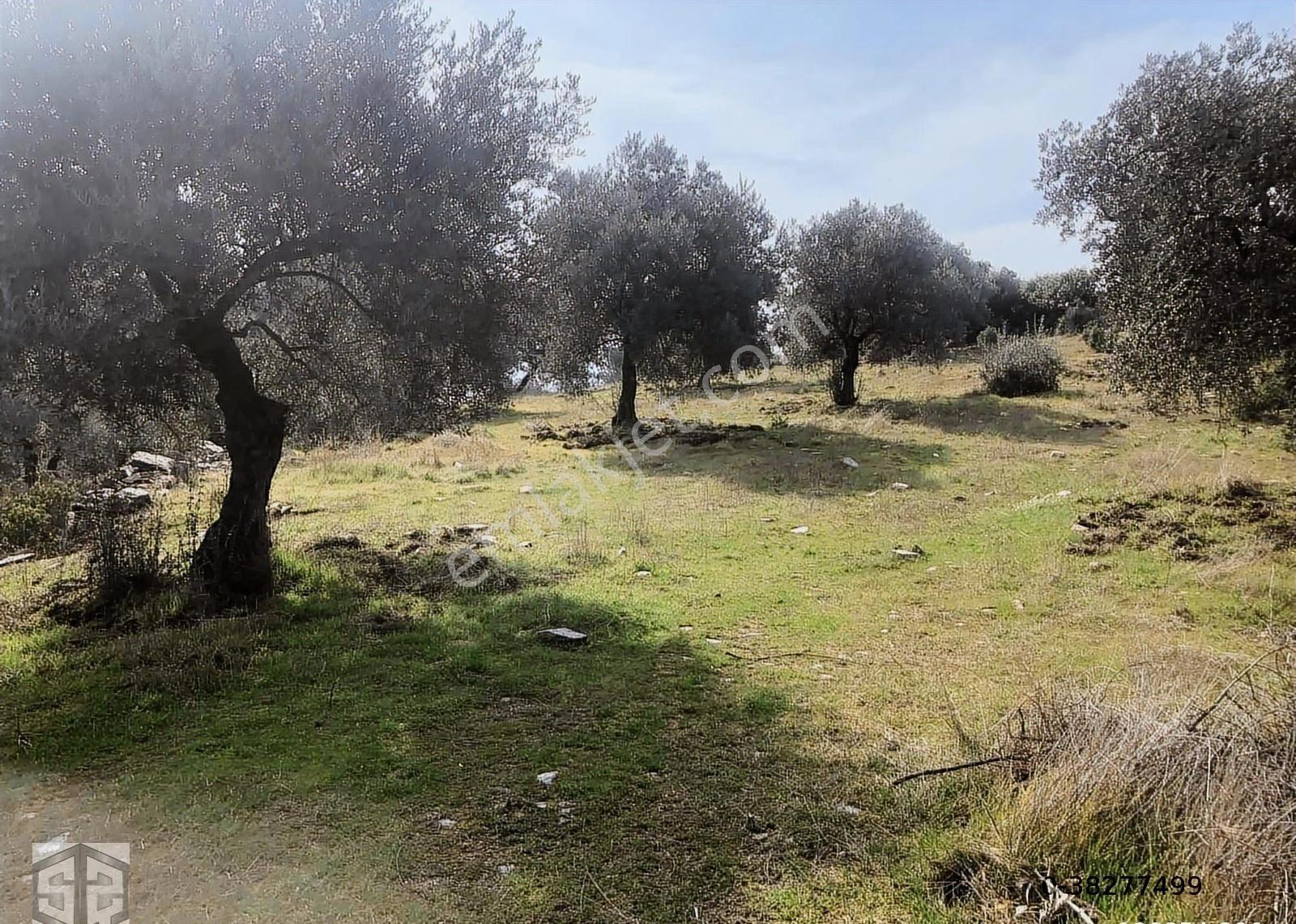 İzmir Selçuk Şirince Köynde 2400 M2 Zeytinlik - Görsel 3