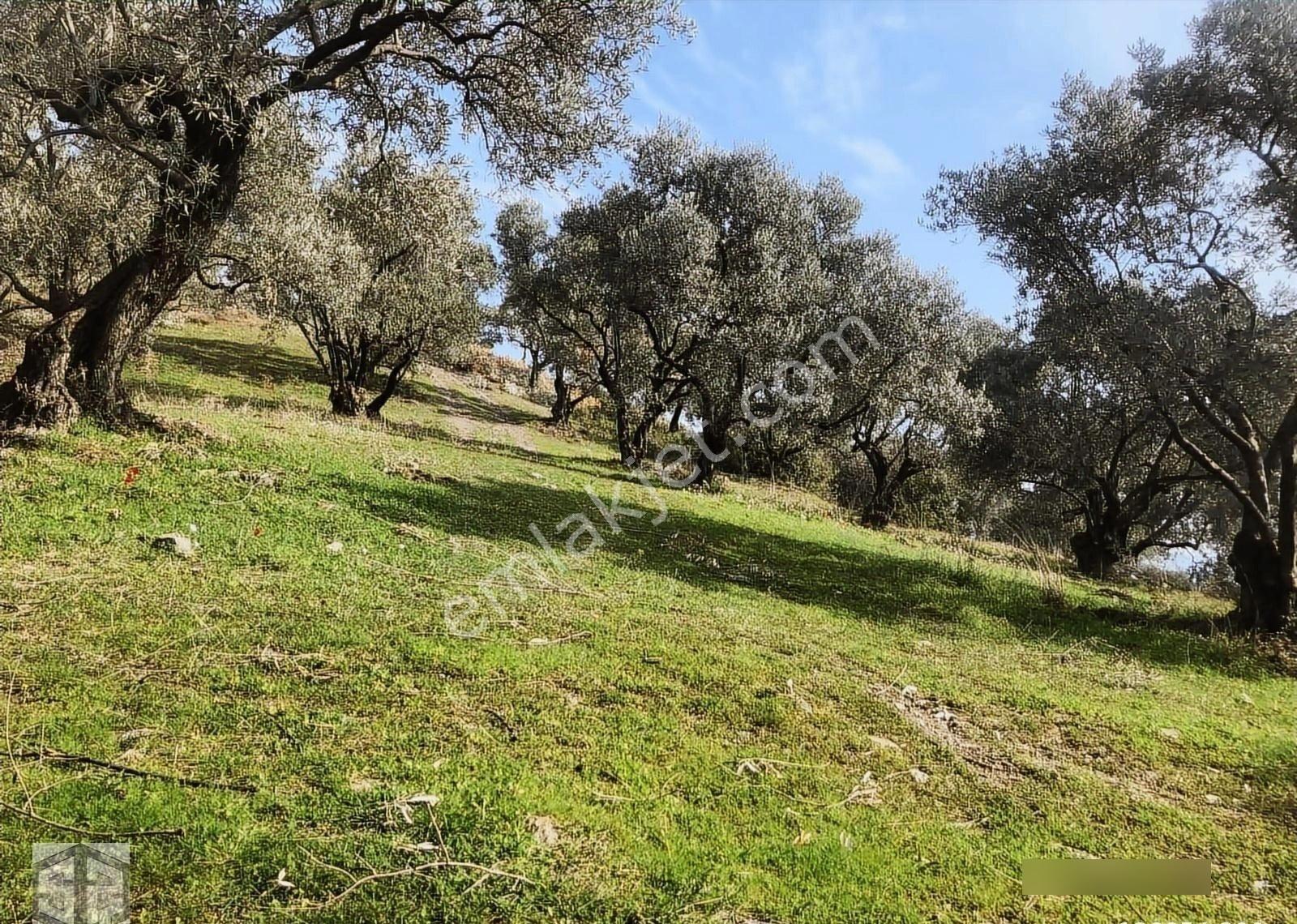 İzmir Selçuk Şirince Köynde 2400 M2 Zeytinlik