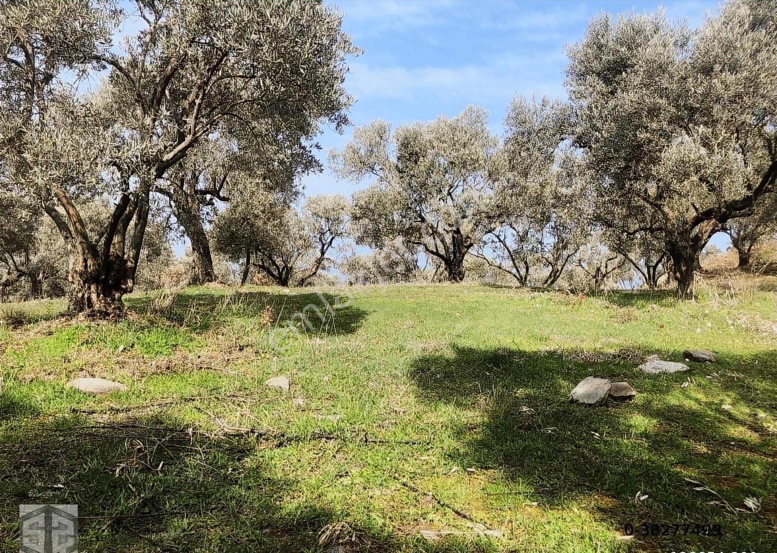 İzmir Selçuk Şirince Köynde 2400 M2 Zeytinlik - Görsel 2