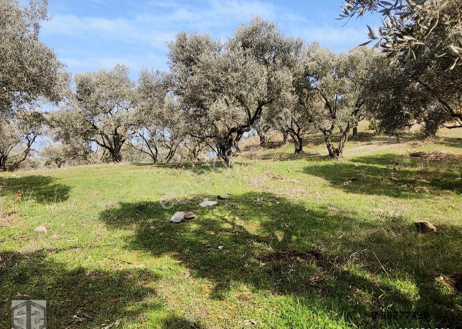 İzmir Selçuk Şirince Köynde 2400 M2 Zeytinlik - Görsel 8