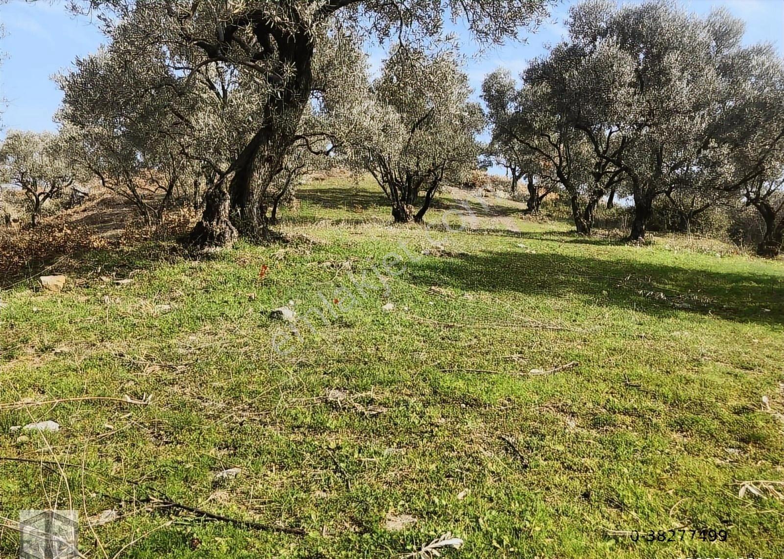 İzmir Selçuk Şirince Köynde 2400 M2 Zeytinlik - Görsel 9