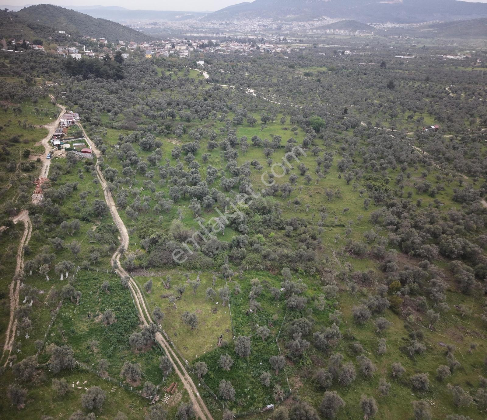 Doğadan Milas Kırcağız Resmi Yollu Köy Civarı Yatırımlık Arazi - Görsel 9