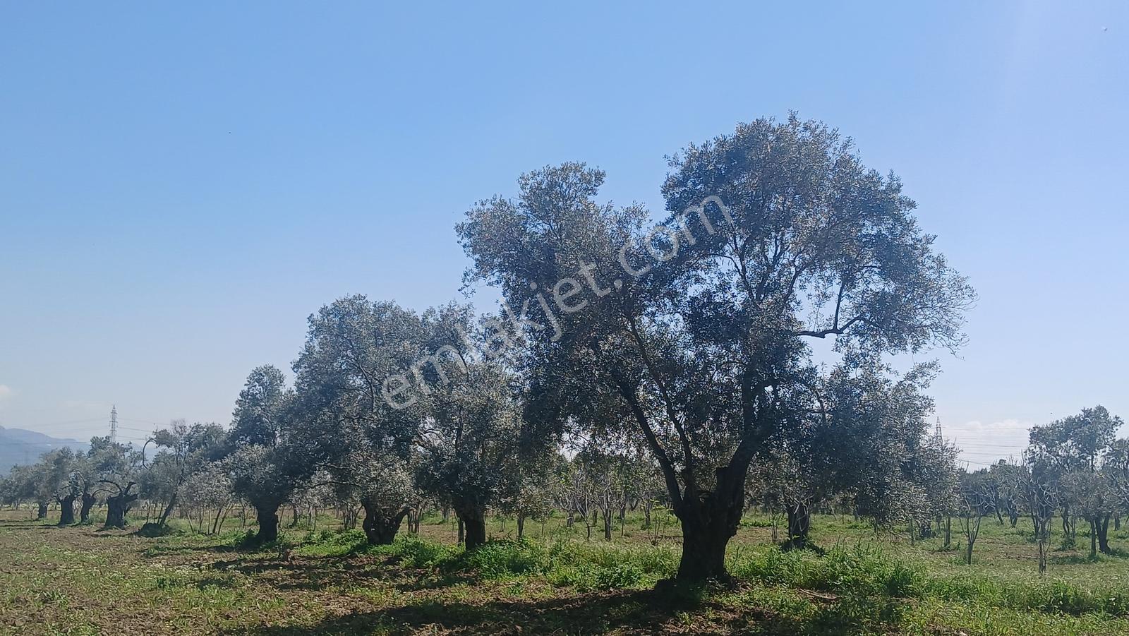 Germencik Alangüllü Köyünde Kiralık 3.563 M² İncir-zeytin Bahçe