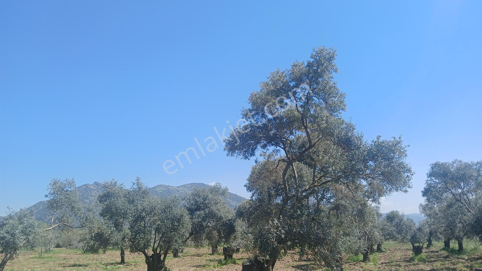 Germencik Alangüllü Köyünde Kiralık 3.563 M² İncir-zeytin Bahçe - Görsel 20