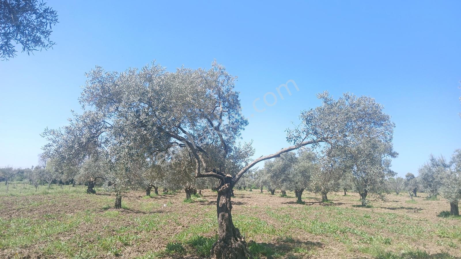 Germencik Alangüllü Köyünde Kiralık 3.563 M² İncir-zeytin Bahçe - Görsel 11