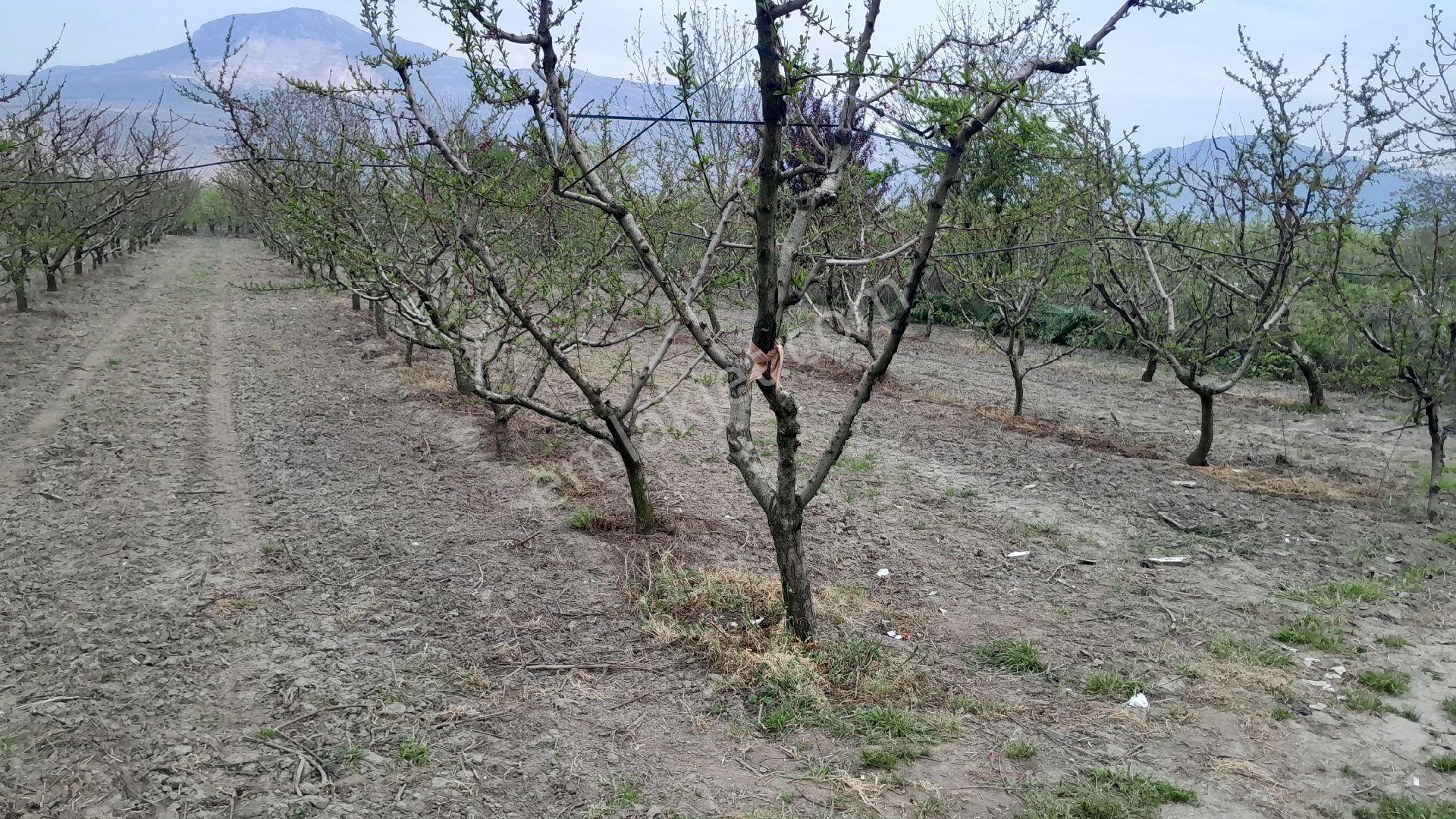 En İyi Yatırım Toprağa Olan Yatırımdır. İmara - Görsel 2