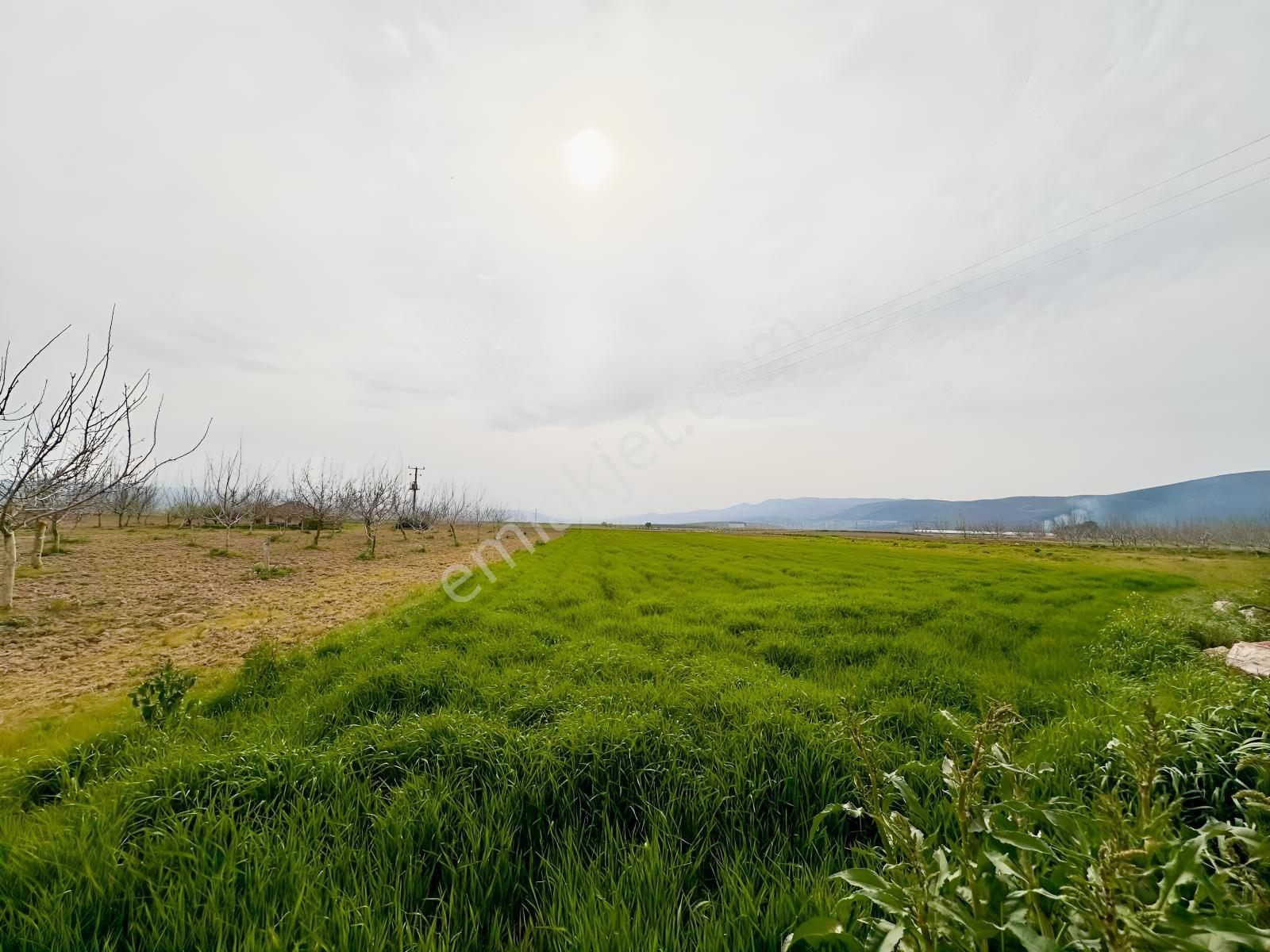 Remax Advantage Yenişehir Koyunhisar Köyü 2697 M2 Satılık Tarla - Görsel 4