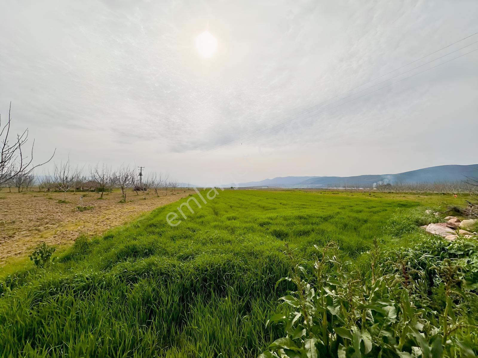 Remax Advantage Yenişehir Koyunhisar Köyü 2697 M2 Satılık Tarla - Görsel 5