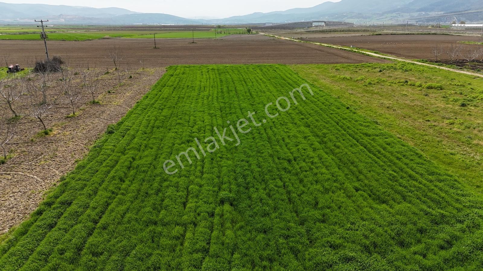Remax Advantage Yenişehir Koyunhisar Köyü 2697 M2 Satılık Tarla - Görsel 35