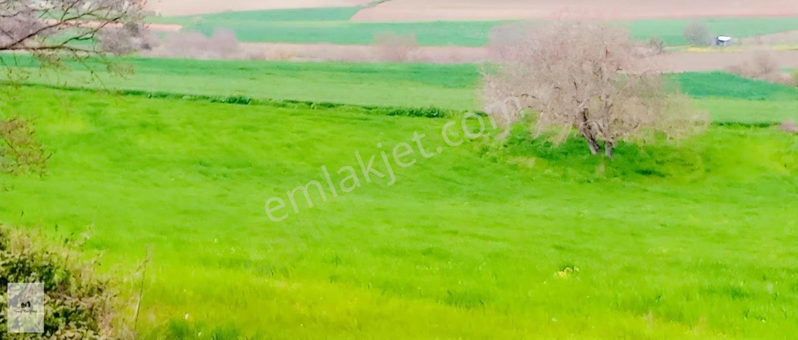 Bursa Yenişehir Manzaralı Satılık 11.380 M² Kupon Arazi - Görsel 2