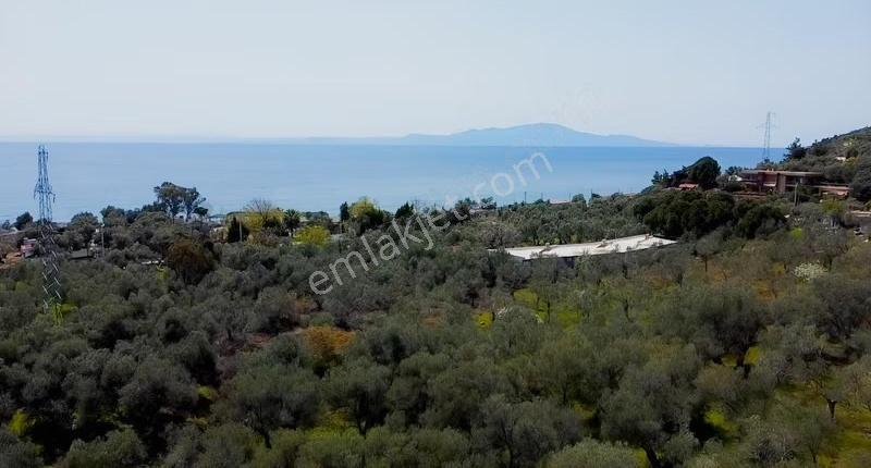 Canakkale Ayvacık Ahmetçe Denize Yakın Yatırımlık Zeytinlik - Görsel 5