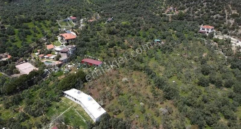 Canakkale Ayvacık Ahmetçe Denize Yakın Yatırımlık Zeytinlik - Görsel 2