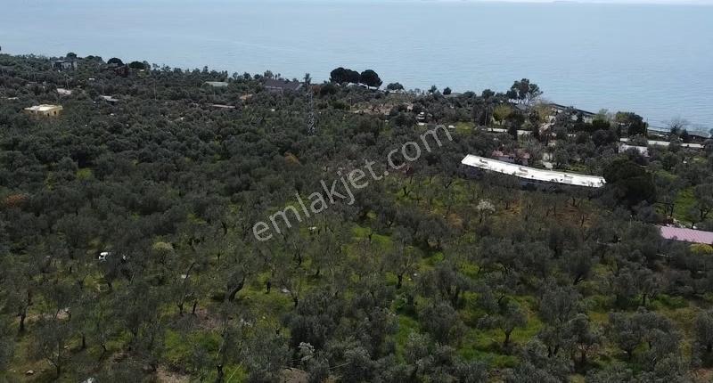 Canakkale Ayvacık Ahmetçe Denize Yakın Yatırımlık Zeytinlik - Görsel 13