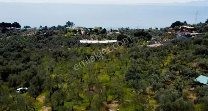 Canakkale Ayvacık Ahmetçe Denize Yakın Yatırımlık Zeytinlik