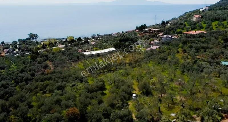 Canakkale Ayvacık Ahmetçe Denize Yakın Yatırımlık Zeytinlik - Görsel 4