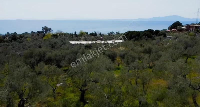 Canakkale Ayvacık Ahmetçe Denize Yakın Yatırımlık Zeytinlik - Görsel 7
