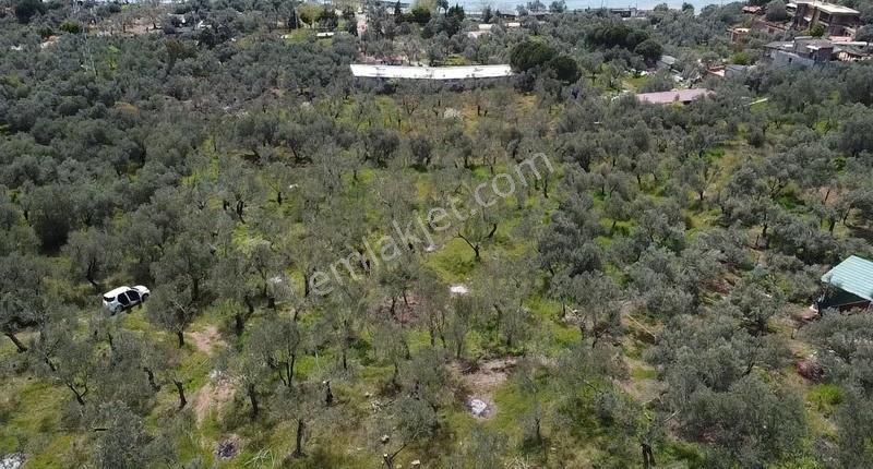 Canakkale Ayvacık Ahmetçe Denize Yakın Yatırımlık Zeytinlik - Görsel 11