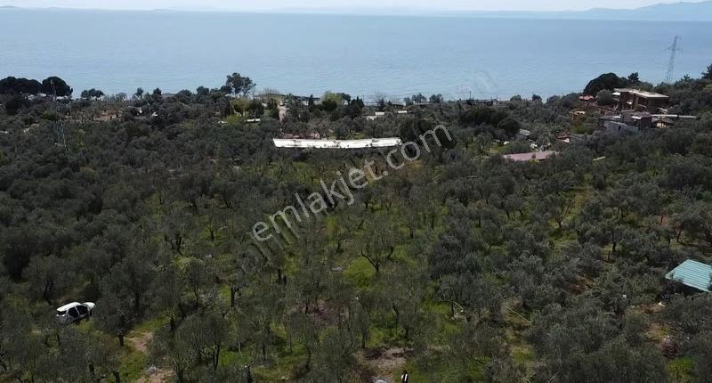 Canakkale Ayvacık Ahmetçe Denize Yakın Yatırımlık Zeytinlik - Görsel 3