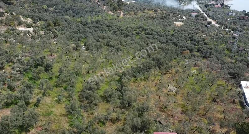 Canakkale Ayvacık Ahmetçe Denize Yakın Yatırımlık Zeytinlik - Görsel 9
