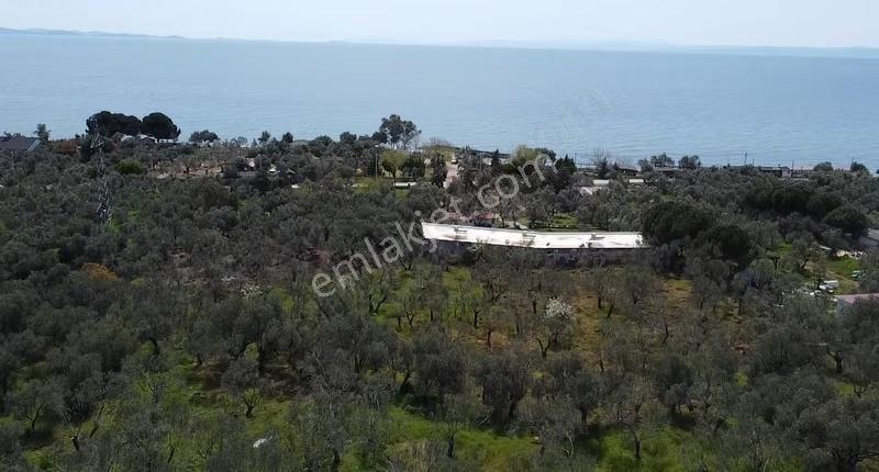 Canakkale Ayvacık Ahmetçe Denize Yakın Yatırımlık Zeytinlik - Görsel 10