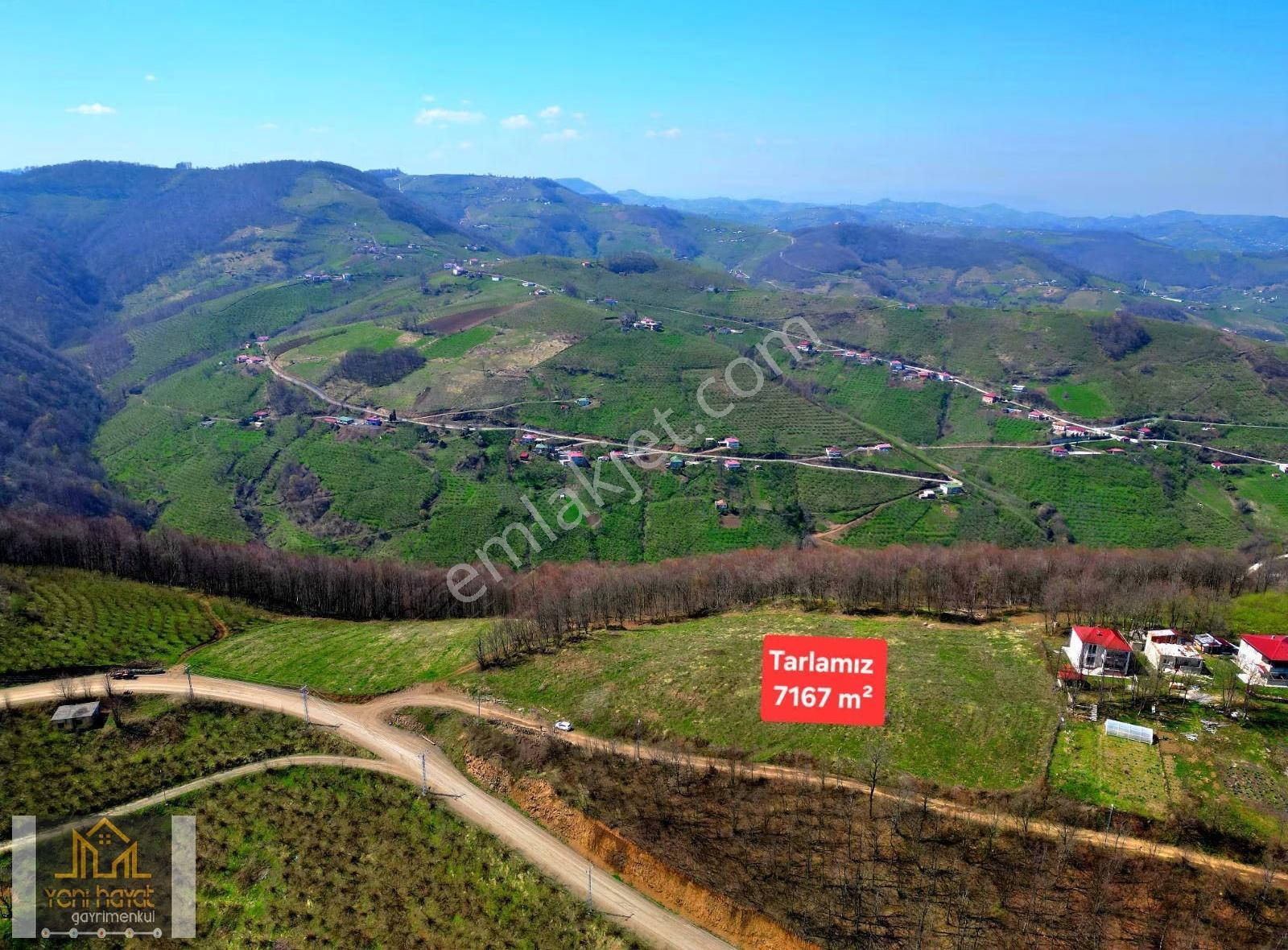 Tekkeköy Yaylageriş Tek Tapu Yola Cephe 7167m² Satılık Tarla - Görsel 9