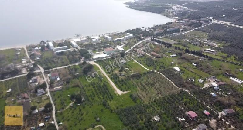 Mayadan Gyo Erdek Yalı'da Satılık Zeytinlik - Görsel 14