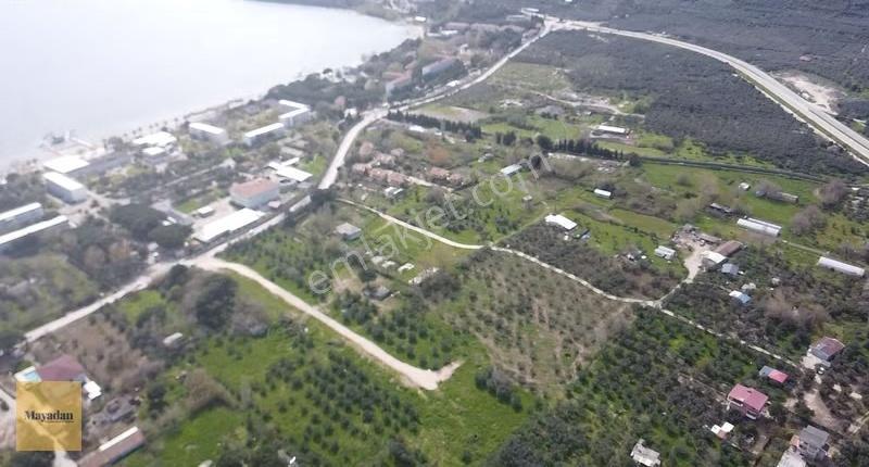 Mayadan Gyo Erdek Yalı'da Satılık Zeytinlik - Görsel 3