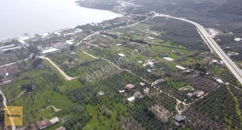 Mayadan Gyo Erdek Yalı'da Satılık Zeytinlik - Görsel 4