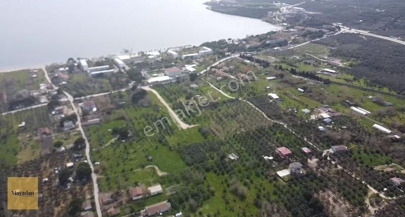 Mayadan Gyo Erdek Yalı'da Satılık Zeytinlik - Görsel 17