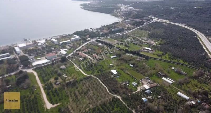 Mayadan Gyo Erdek Yalı'da Satılık Zeytinlik - Görsel 16