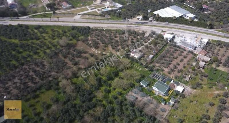 Mayadan Gyo Erdek Yalı'da Satılık Zeytinlik - Görsel 13