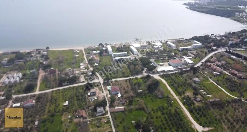 Mayadan Gyo Erdek Yalı'da Satılık Zeytinlik - Görsel 2