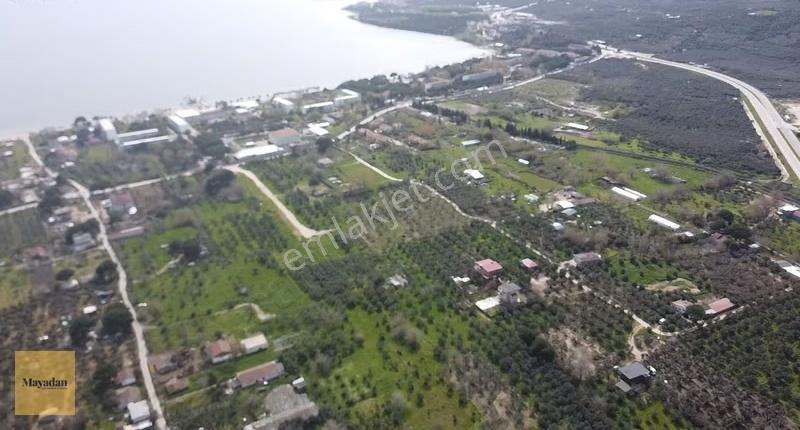 Mayadan Gyo Erdek Yalı'da Satılık Zeytinlik - Görsel 7