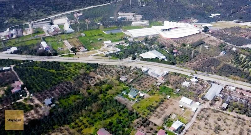 Mayadan Gyo Erdek Yalı'da Satılık Zeytinlik - Görsel 8