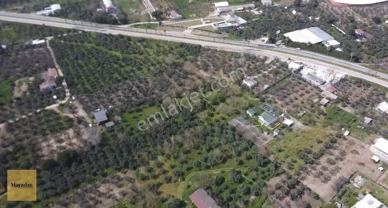 Mayadan Gyo Erdek Yalı'da Satılık Zeytinlik - Görsel 11