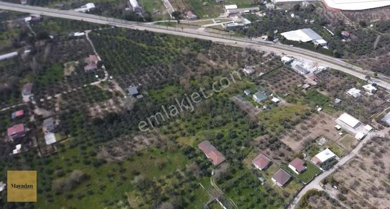 Mayadan Gyo Erdek Yalı'da Satılık Zeytinlik - Görsel 5