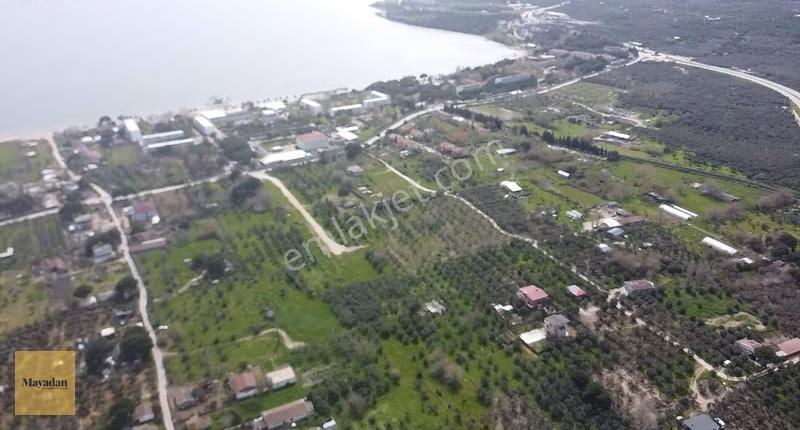 Mayadan Gyo Erdek Yalı'da Satılık Zeytinlik - Görsel 9