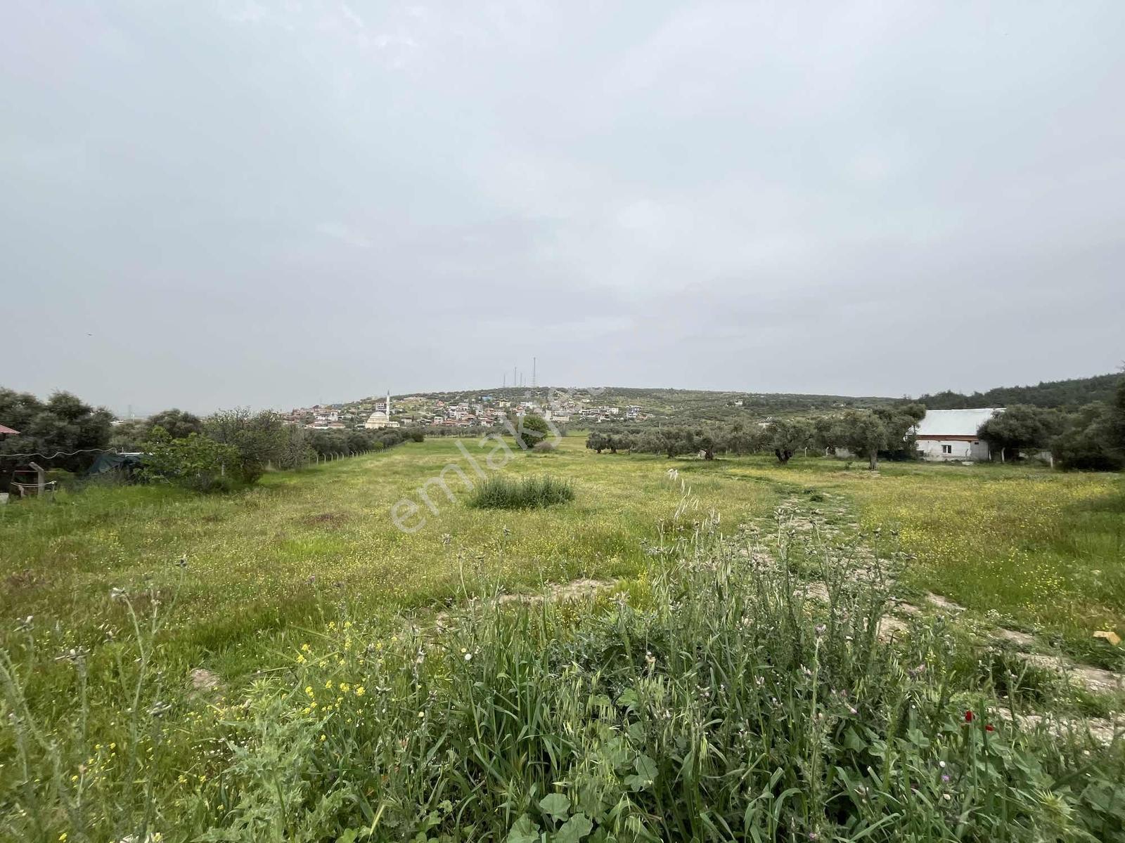 Çapak'ta Aydın Asfaltına Yakın Resmi Yolu Olan Kupon Tarla - Görsel 2