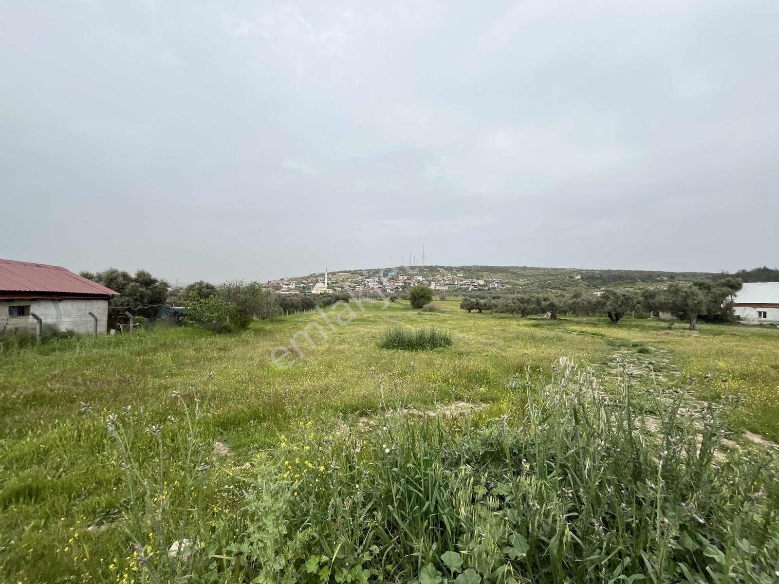 Çapak'ta Aydın Asfaltına Yakın Resmi Yolu Olan Kupon Tarla - Görsel 3