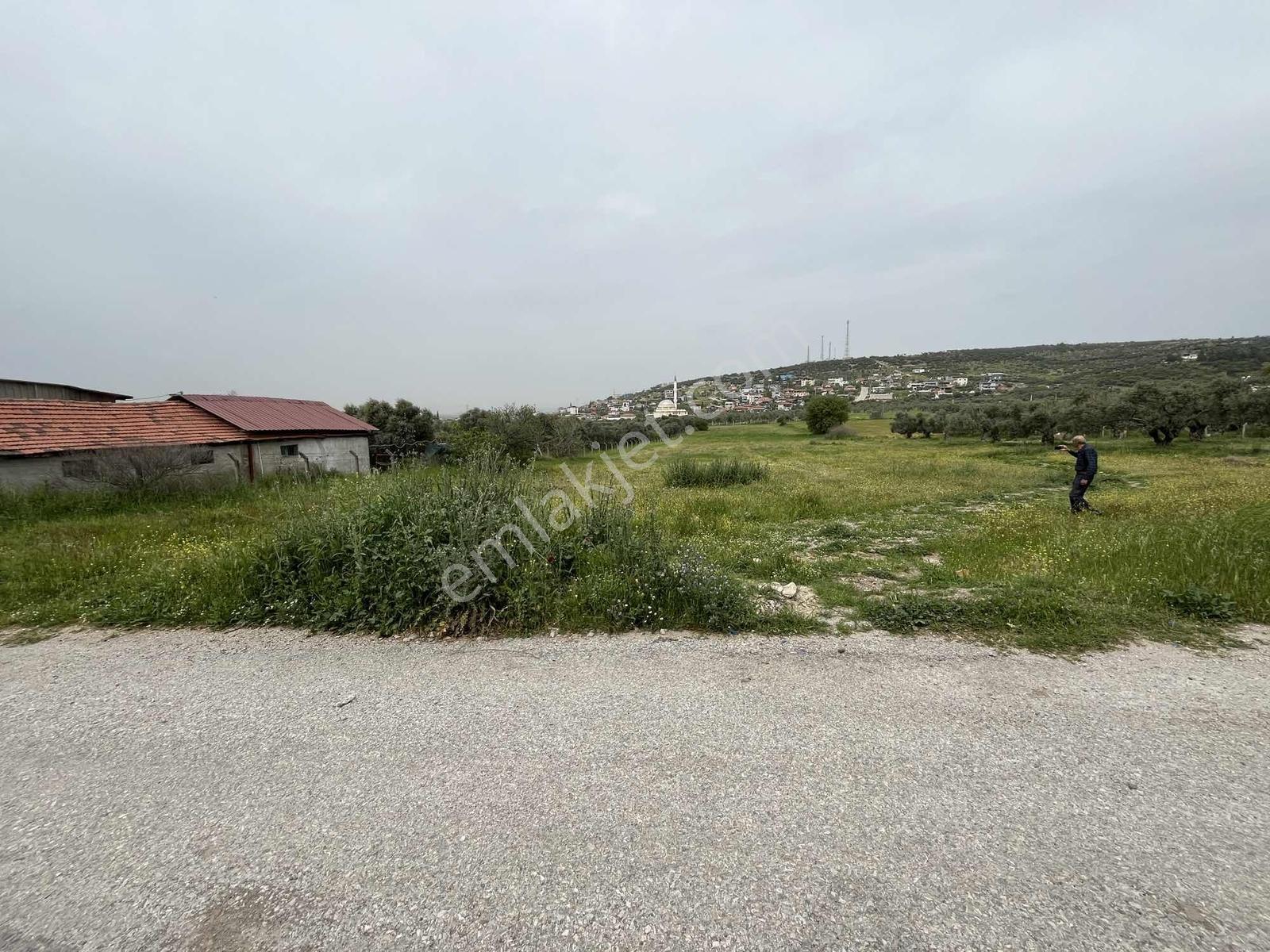 Çapak'ta Aydın Asfaltına Yakın Resmi Yolu Olan Kupon Tarla - Görsel 5