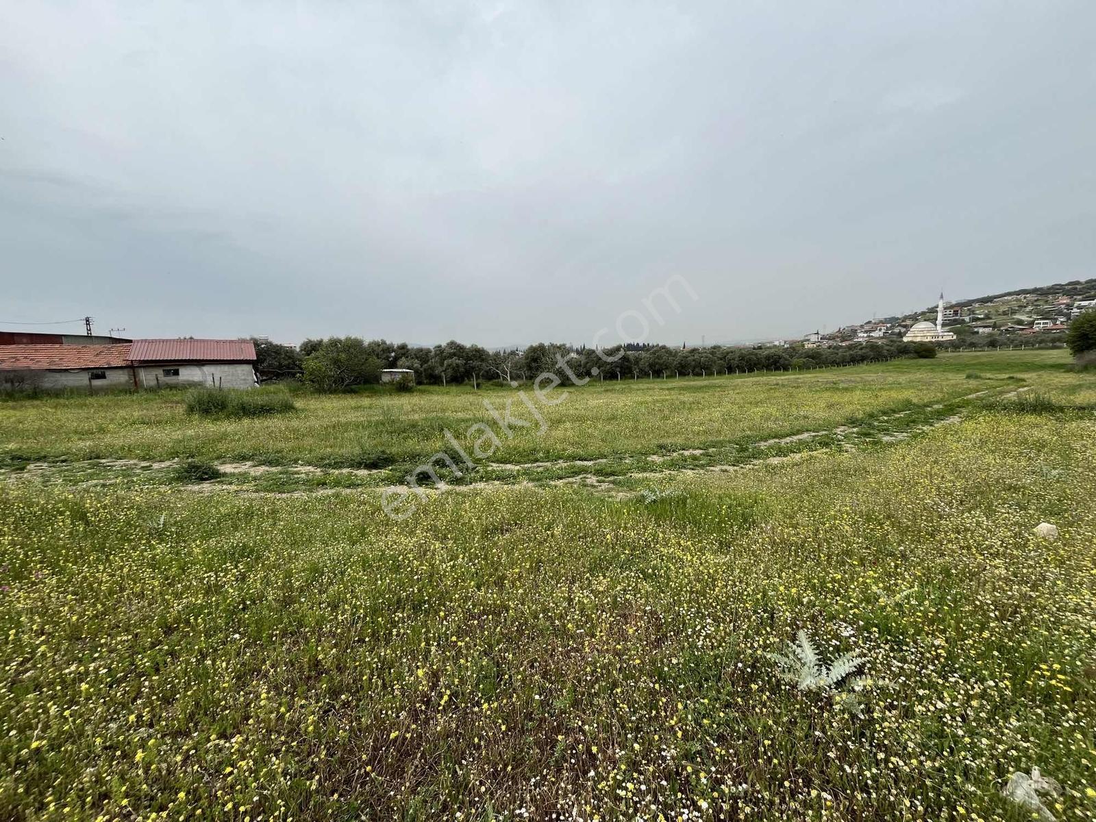 Çapak'ta Aydın Asfaltına Yakın Resmi Yolu Olan Kupon Tarla - Görsel 9