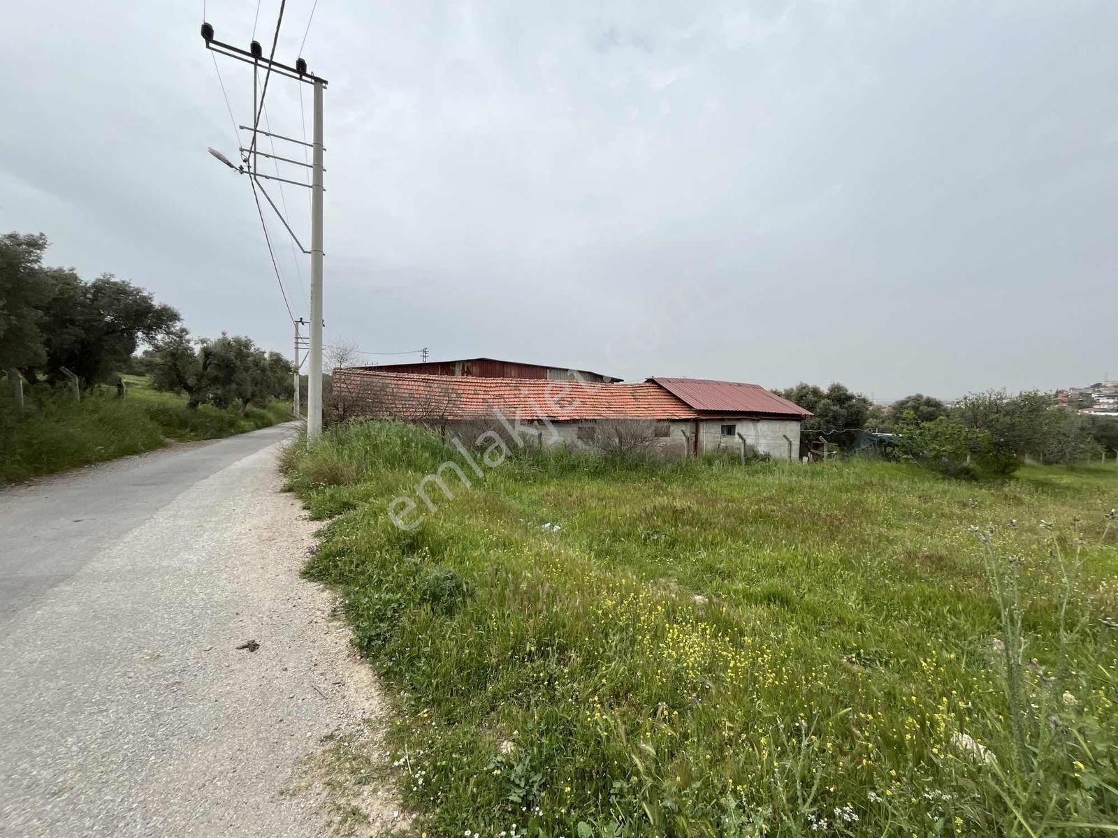Çapak'ta Aydın Asfaltına Yakın Resmi Yolu Olan Kupon Tarla - Görsel 15