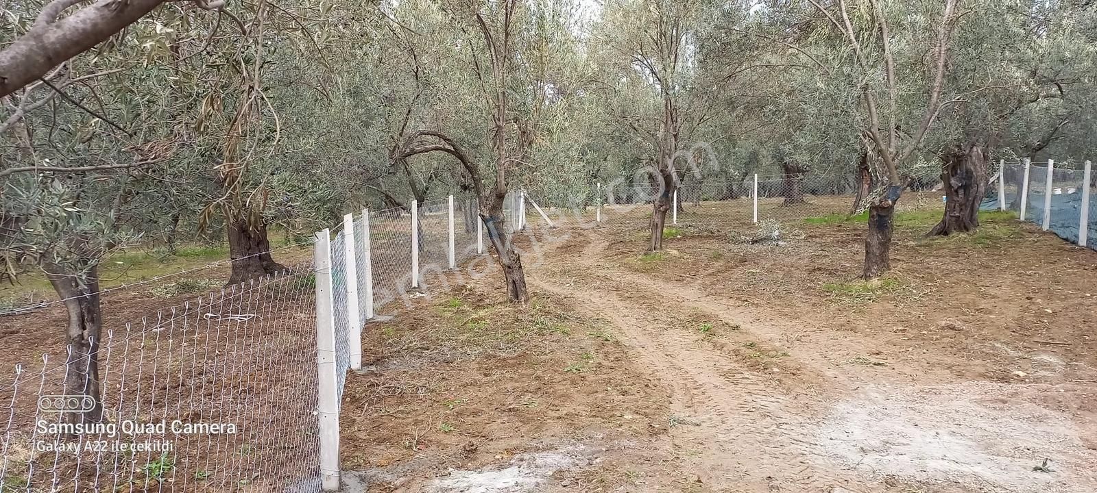 Kavuşturan Emlak'tan Havran Fora Zeytinci Mevkii Satılık Zeytinl - Görsel 24