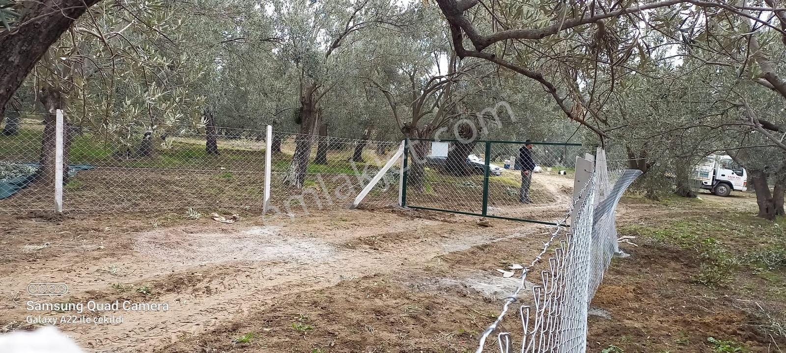 Kavuşturan Emlak'tan Havran Fora Zeytinci Mevkii Satılık Zeytinl - Görsel 30