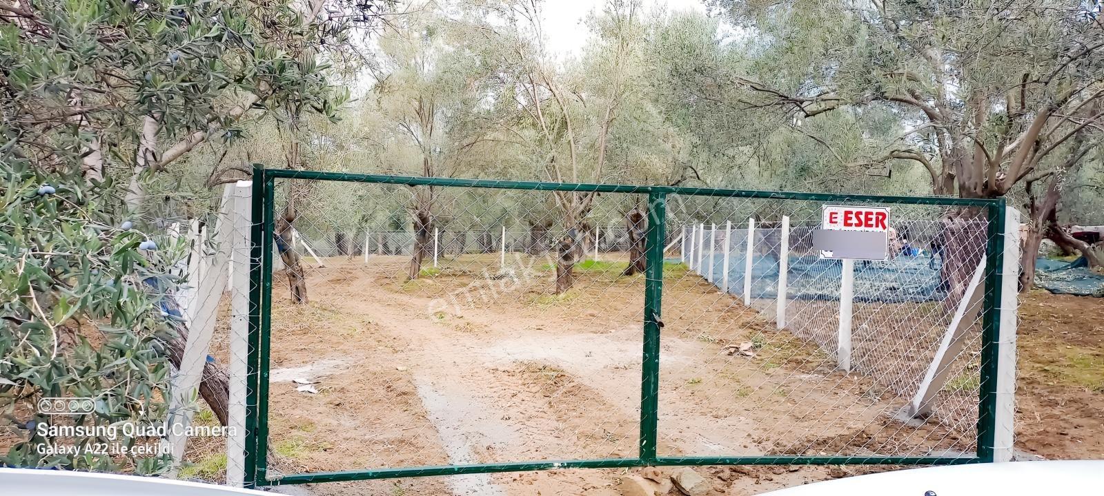 Kavuşturan Emlak'tan Havran Fora Zeytinci Mevkii Satılık Zeytinl - Görsel 25