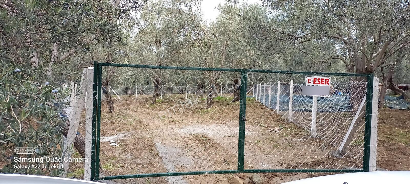 Kavuşturan Emlak'tan Havran Fora Zeytinci Mevkii Satılık Zeytinl - Görsel 34