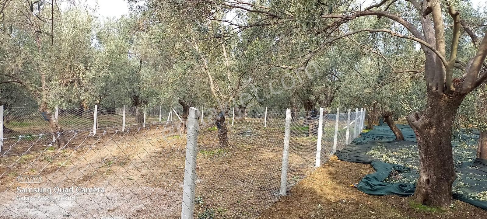 Kavuşturan Emlak'tan Havran Fora Zeytinci Mevkii Satılık Zeytinl - Görsel 33